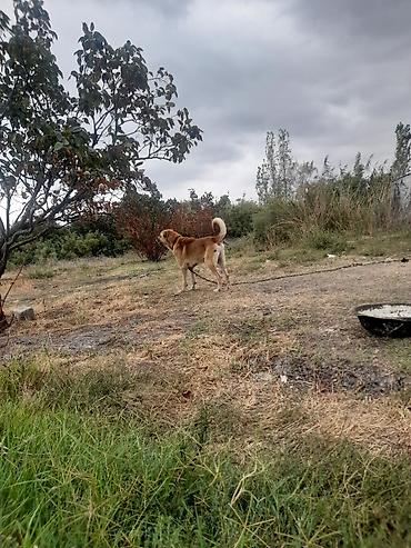 çöl heyvanları haqqında məlumat: Salam 4 yası var dagsdan sortudu qarabaga kocrem diye tecili satram — 2