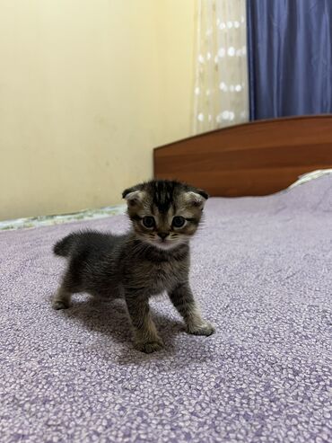 кошки в оше: Скотиш Фолд (Шотландская вислоухая), 2 месяца, Мальчик, Приучена к лотку