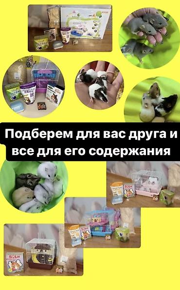 хомяк бесплатно: Продаются ручные хомячки сирийские, джунгарские, ангорские пушистые — 10