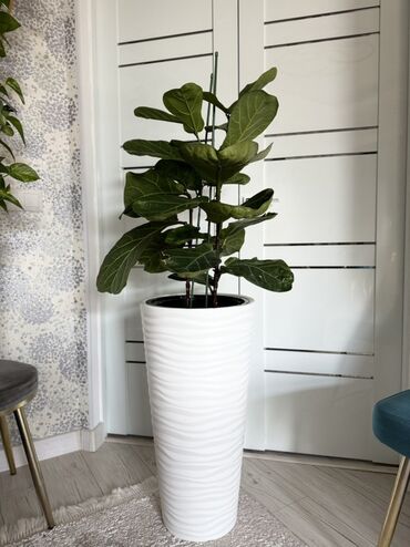садовый декор: Комнатные растения в декоративных кашпо - Фикус лирата (Ficus