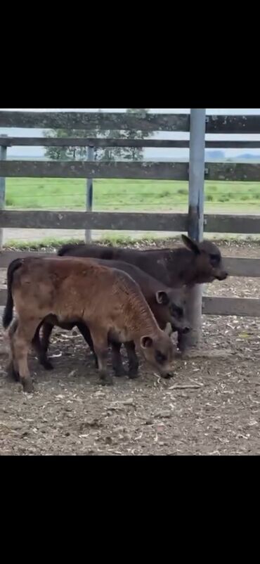 Dana, buzov: Məhsul: Qara və tünd qəhvəyi rəngli buzovlar (ətlik tip) Təsvir: - — 12