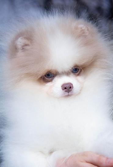 Продажа собак: Шпиц, 5 месяцев, Самец — 20