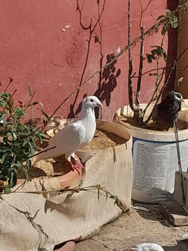 İtlər: Göyərçinlər Təsvir: - Fotolarda müxtəlif rəng kombinasiyalı bəzəkli