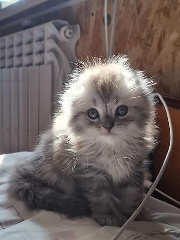 цена шотландской вислоухой кошки: Скотиш Фолд (Шотландская вислоухая), 2 месяца, Мальчик, Серый, Приучена к лотку — 3