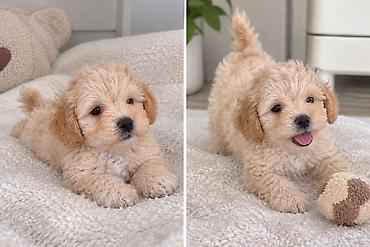 mini lop: Mini ölçülü, krem rəng tonlarında, qıvırcıq tüklü balaca Maltipoo F1 — 2