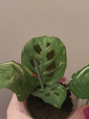 orxideya gulu qiymetleri: Maranta varieqatlı "dua gülü" almayanlar narahat etməsin!