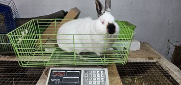 мех кролика: Продаю | Кролик самец | Калифорнийская | Для разведения | Племенные
