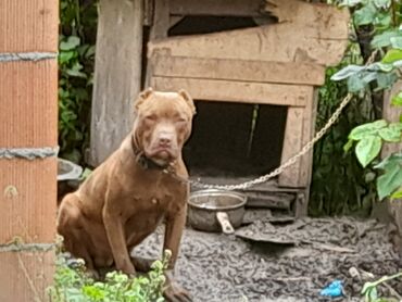 İtlər: Pitbul, 7 ay, Erkek