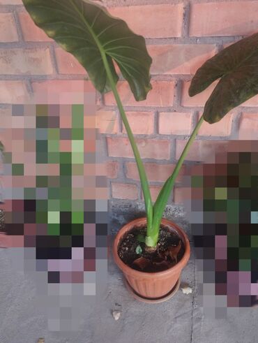 декоративные кустарники: Растение алоэ в горшке.3 года для лекарство. Арма