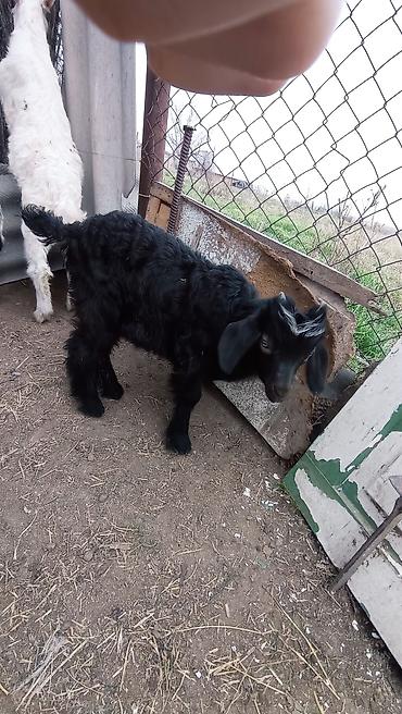 Козы, козлы: Продаю | Козлёнок | Для разведения at lalafo.kg — 1 Козы, козлы: Продаю | Козлёнок | Для разведения — 1