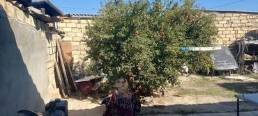 Həyət evləri və villaların satışı: 2 otaqlı, 1500 kv. m, Kredit yoxdur, Orta təmir -da lalafo.az — 4 Həyət evləri və villaların satışı: 2 otaqlı, 1500 kv. m, Kredit yoxdur, Orta təmir — 4