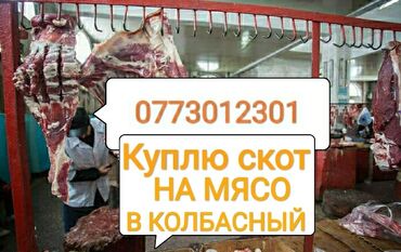 Животные - Манас: Приём скота