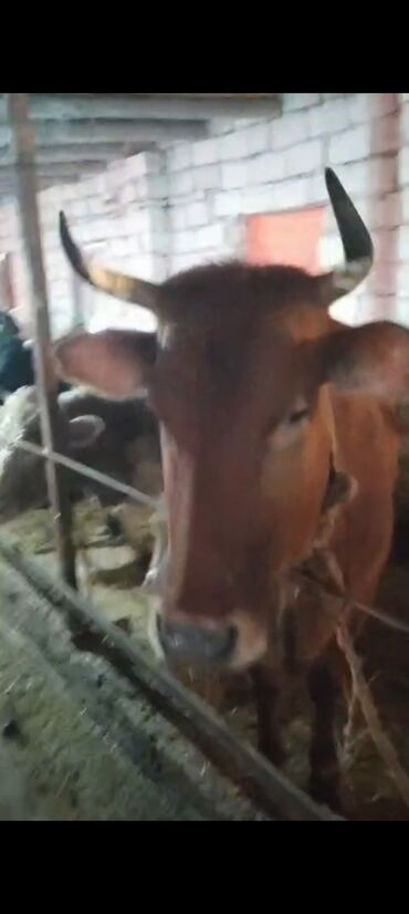 Inəklər, öküzlər: Dişi, il: 2, Ətlik — 11