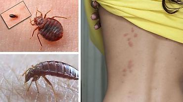 Дезинфекция, дезинсекция: Дезинфекция, дезинсекция, | Клопы, | Дома, Кафе, магазины, Квартиры — 12