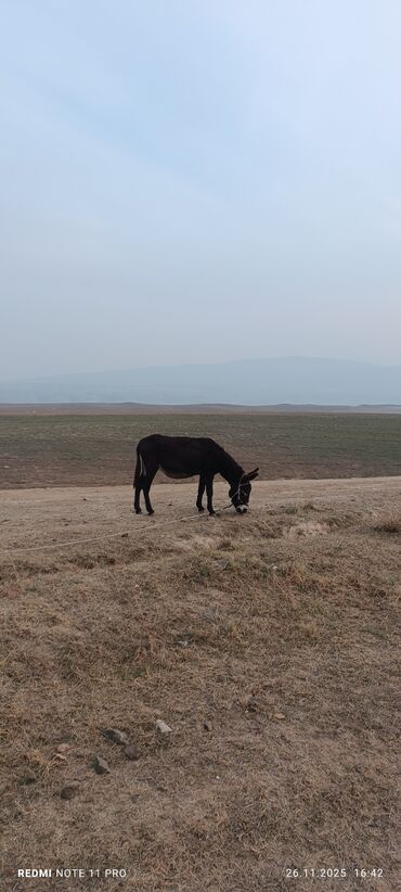 Eşşəklər: Məhsul: Qoyun Eşşəyi dişi boğaz 077-409-41-42 Bəhman qiymət 100₼ — 9