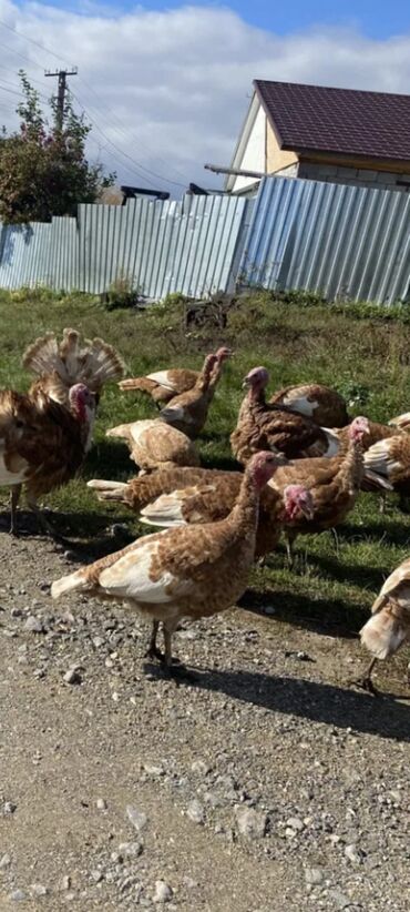 Hinduşkalar: Salam alekum bu hidusqa satandab 5 hidusqa zakaz etmisik pulu atmisiq — 3