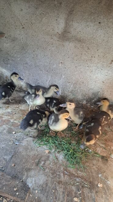 Ördəklər: Dişi, | Macar, Damazlıq, Pulsuz çatdırılma — 4