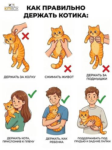 кошки купить бишкек: Кошка даром: Беспородная, 1 месяц, Мальчик, Приучена к лотку — 10