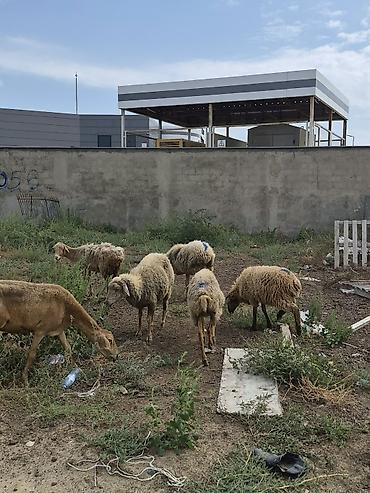 Бараны, овцы: 8 Qoyun sürüsü Təsvir: - Şəkillərdə görüldüyü kimi müxtəlif yaş və — 6