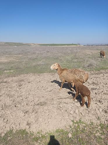 Баран, овца: Продаю | Овца (самка) | Арашан — 6