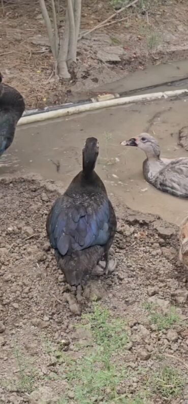 Qazanlar: Erkək, | Lal ördək, Damazlıq, Ünvandan götürmə