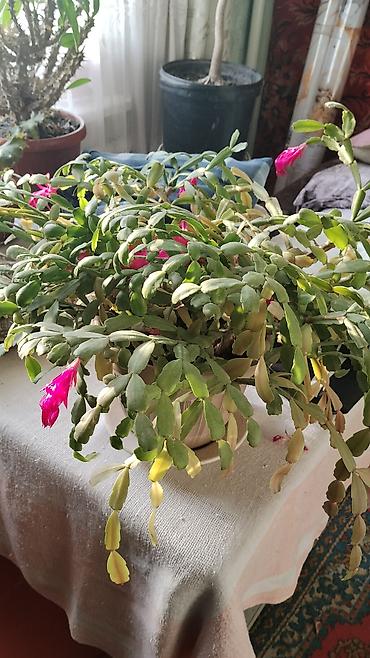 Другие комнатные растения: Комнатные растения — набор 1) Пальма комнатная (вероятно — 8