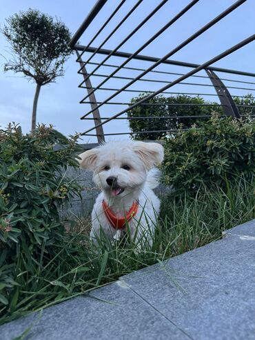 pekines itləri: Malta bolonka, 8 ay, Erkek, Peyvəndli, Ünvandan götürmə, Ödənişli çatdırılma, Rayonlara çatdırılma