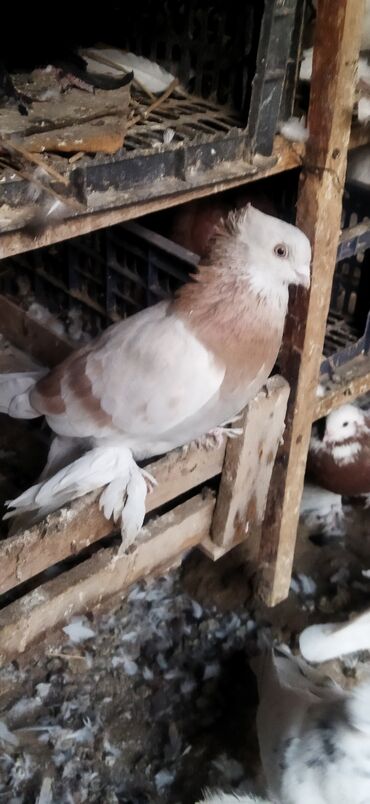 Птицы: Когучкон, голуби, кабутар — 6