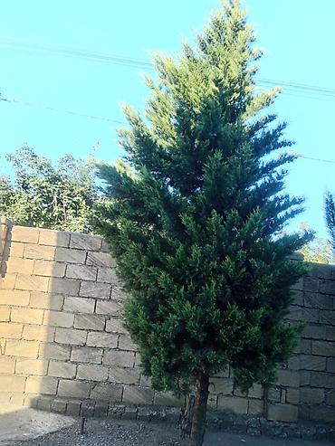 paulownia agaci: Thuja (evergreen dekorativ ağac) - Növ: Thuja/ardıc tipli həmişəyaşıl — 9