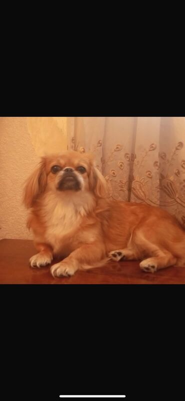 İtlər: Pekines, 6 ay, Dişi, Peyvəndli, Ünvandan götürmə