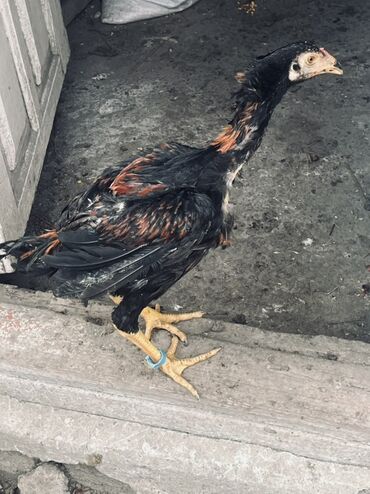 Xoruzlar: Xoruz, il: <1 — 5