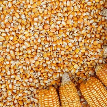 композитные газовые баллоны: 🌾 Продажа пшеницы и кукурузы Оптом и в розницу | Россыпью и в мешках 🔹