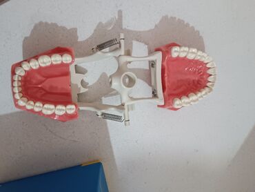 бараньи головы: Учебная модель челюсти с зубами 28 шт. (стоматологический фантом с