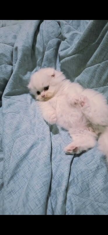 Pişiklər: Şinşilla, Dişi -da lalafo.az — 5 Pişiklər: Şinşilla, Dişi — 5