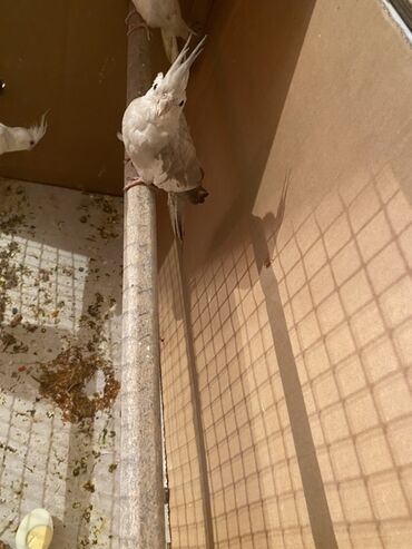 İtlər: Məhsul: Nimfa tutuquşuları (Cockatiel) Təsvir: - Rəng: Açıq boz-krem