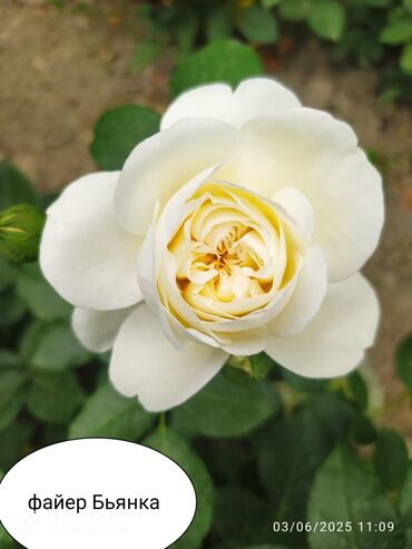 Şitillər: Salam Güllər Rusiyada gelib xarici gülldü nömrədə whatsapp var — 56