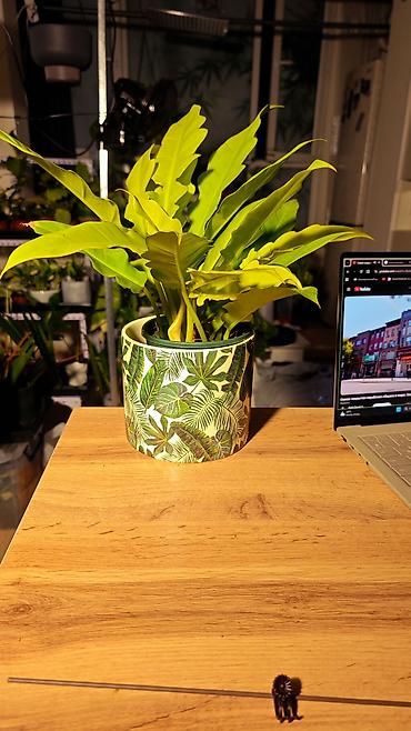 Филодендрон Голден Крокодайл (Philodendron Golden Crocodile). Без