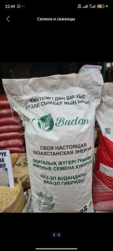 Кукуруза: Сапаттуу жугору уруктар 🌽🌽🌽келишим баада тазалыгына жана чыгышына — 10