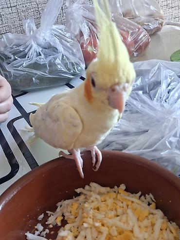 korella satışı: 🦜 Gənc Karella tutuquşuları satılır Müxtəlif rənglərdə gənc karella — 1