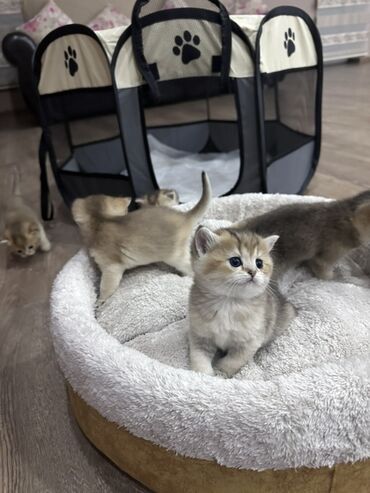 объявление котята в добрые руки: Британская, Самец, Самка, В добрые руки, Платная доставка