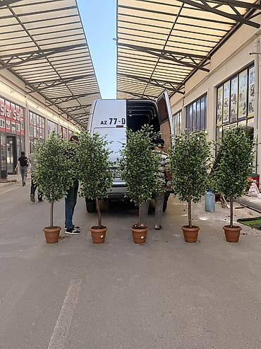 ev gulleri ve adları: Dekorativ süni ağaclar – interyer üçün Məhsul təsviri: - Realistik — 6