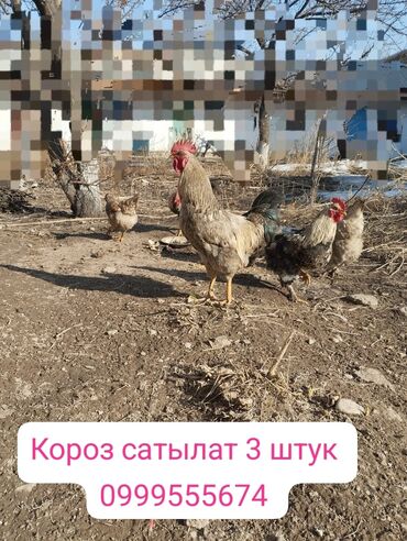 цыплята месячные цена: 🚀🔥 Петух 7-8 месяцев🐓🐓🐓 есть 3 штук звонит с 09;00 до 18;00 домашнее