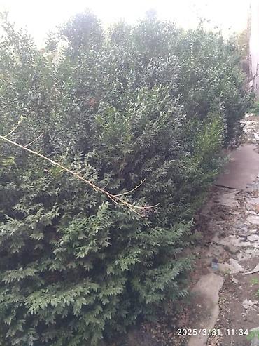 Семена и саженцы: От 20 см до 2 метров Самшит (Buxus sempervirens) — вечнозелёные — 4