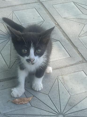 котята шиншиллы: Кошка даром: Беспородная, 2 месяца, Мальчик, Приучена к лотку — 2