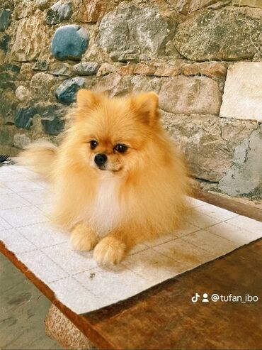 İtlər: Şpitz — 11