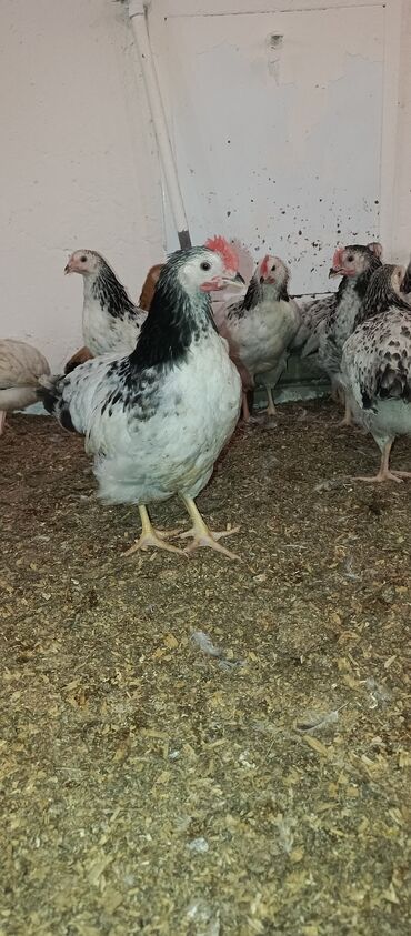 Toyuqlar: Toyuq, Broyler, Ətlik — 9