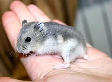 Хомяки: Джунгарские хомячки разных расцветок. Так же есть и сирийские хомячки — 6