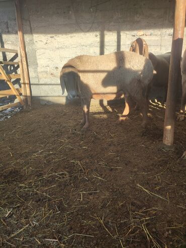 Бараны, овцы: Продаю | Баран (самец) | Эдильбаевская | Для разведения — 5