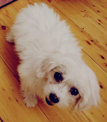 карликовый пудель цена: Maltipu (Maltese x Poodle) balaları - Mini ölçü, kompakt bədən — 3