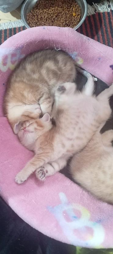 Pişiklər: Britan, Yaxşı əllərə — 4